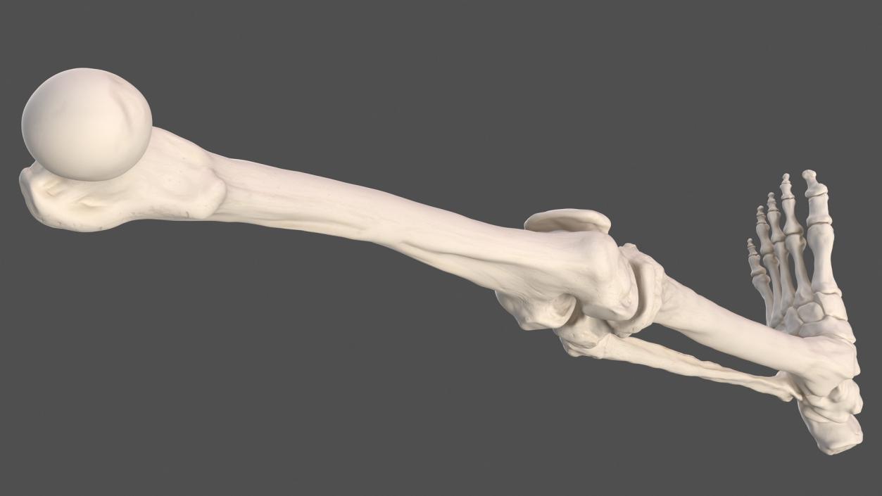 3D Male Leg Muscles and Bones