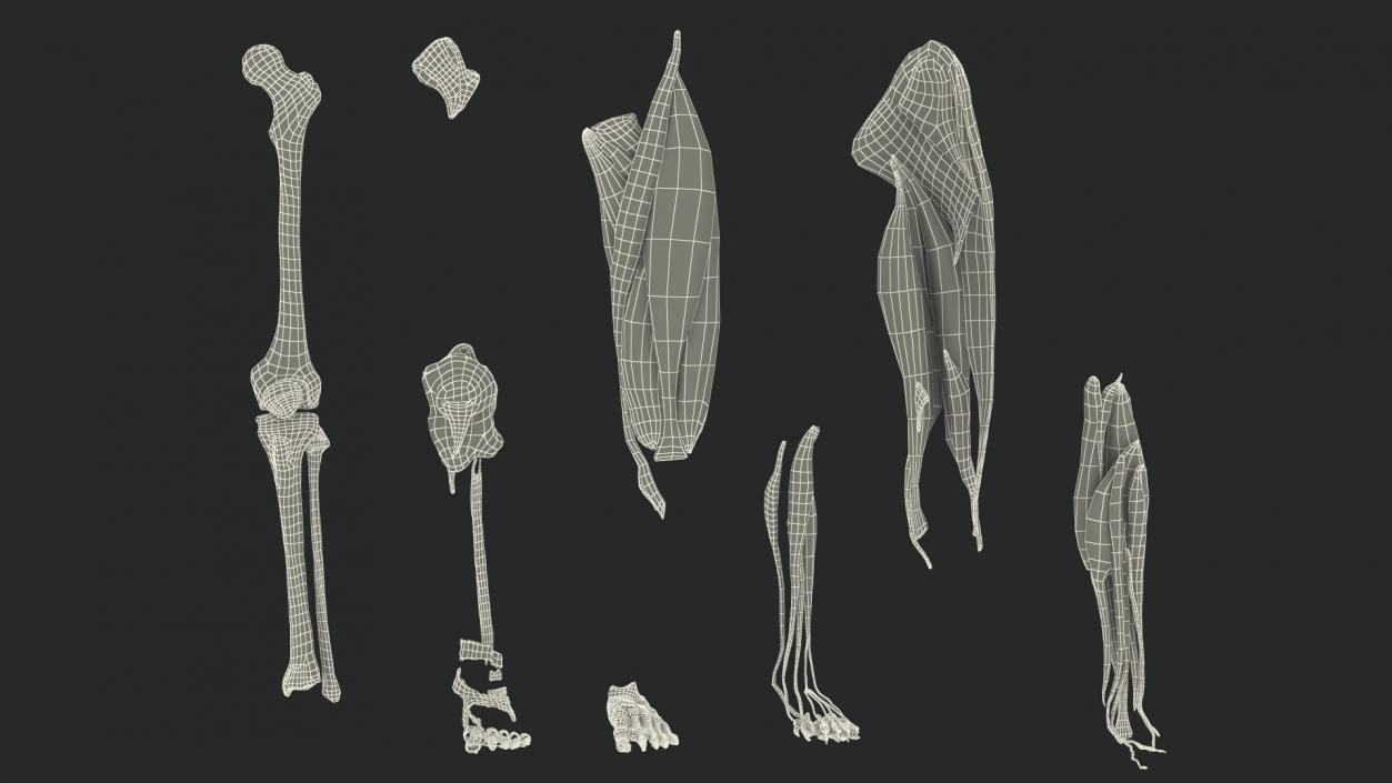 3D Male Leg Muscles and Bones