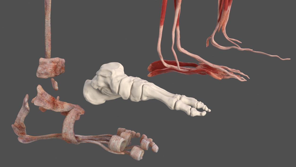 3D Male Leg Muscles and Bones