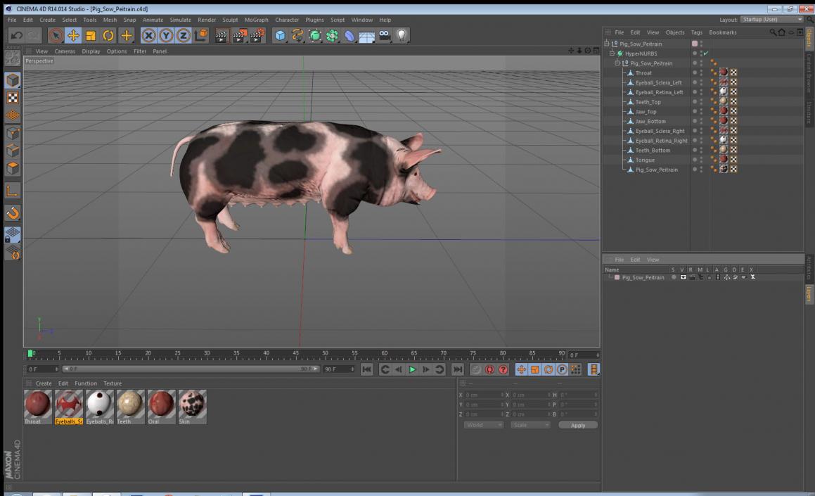 3D Pig Sow Peitrain