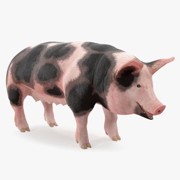 3D Pig Sow Peitrain