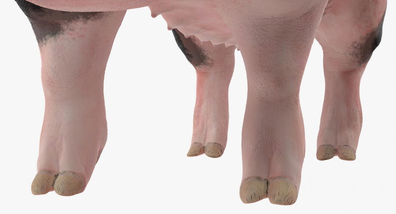 3D Pig Sow Peitrain