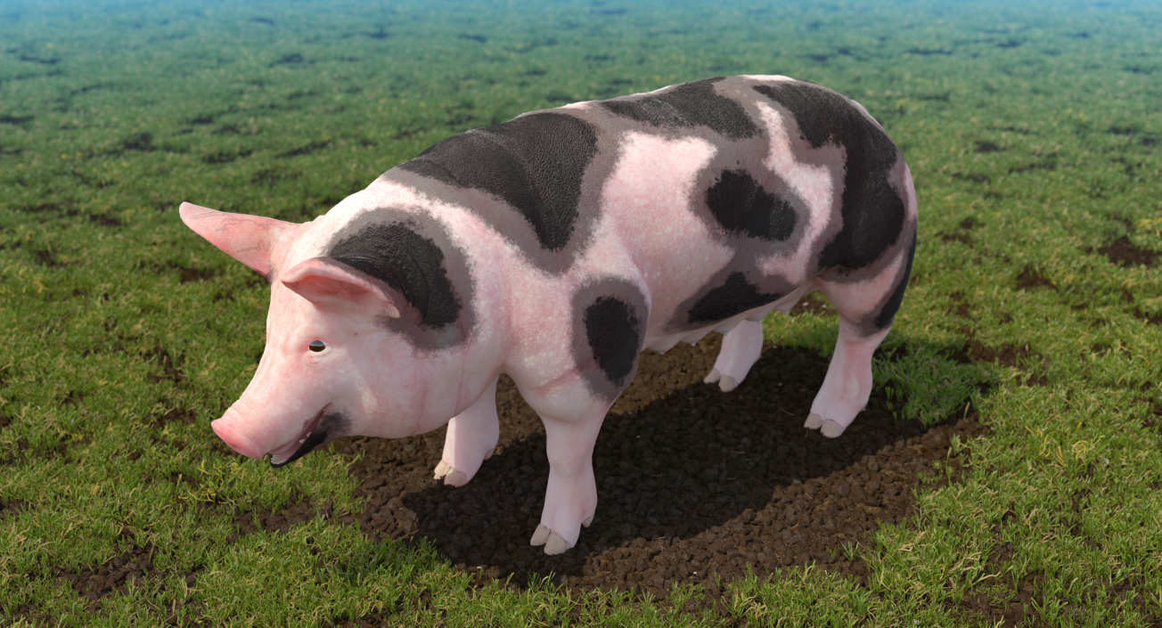 3D Pig Sow Peitrain