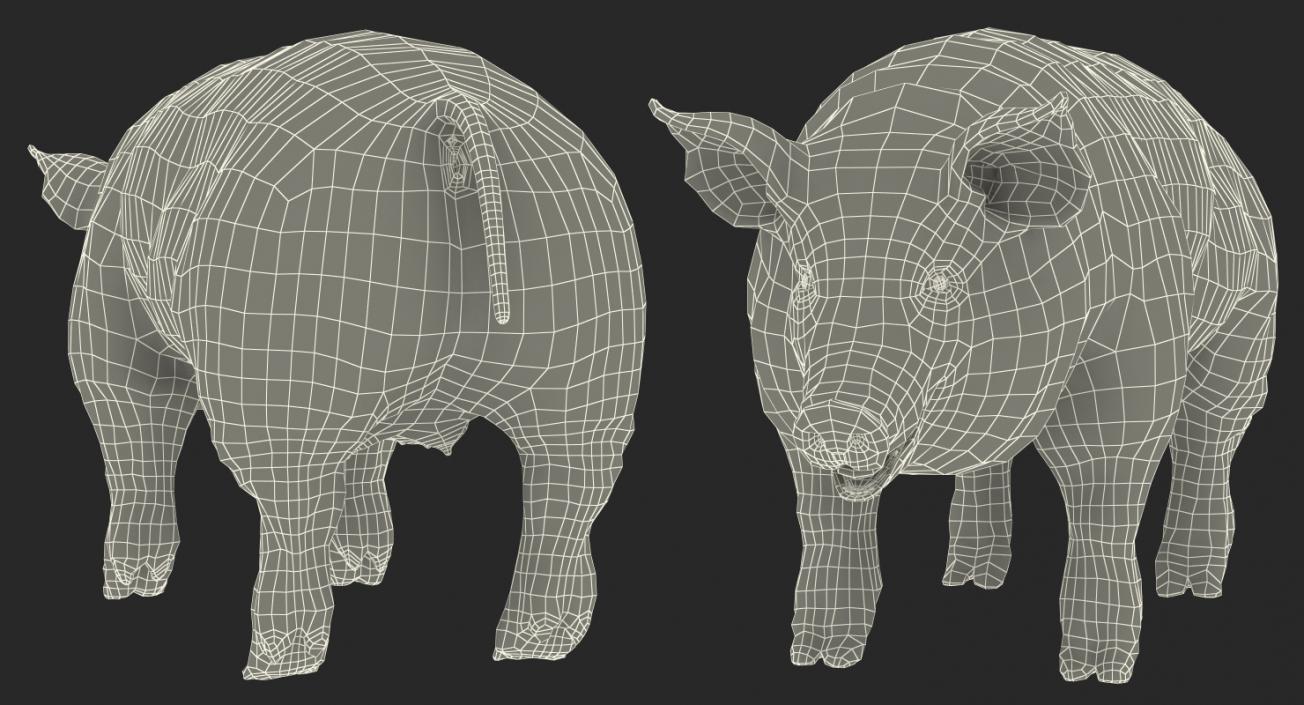 3D Pig Sow Peitrain