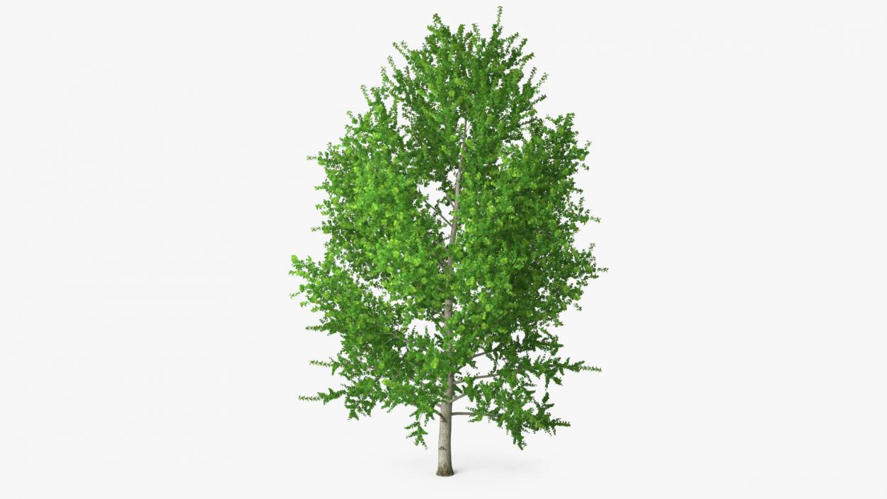 3D Realistic Poplar Tree