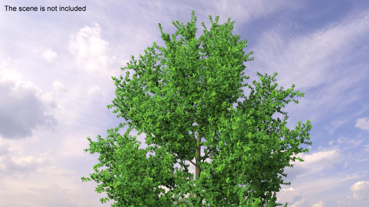 3D Realistic Poplar Tree