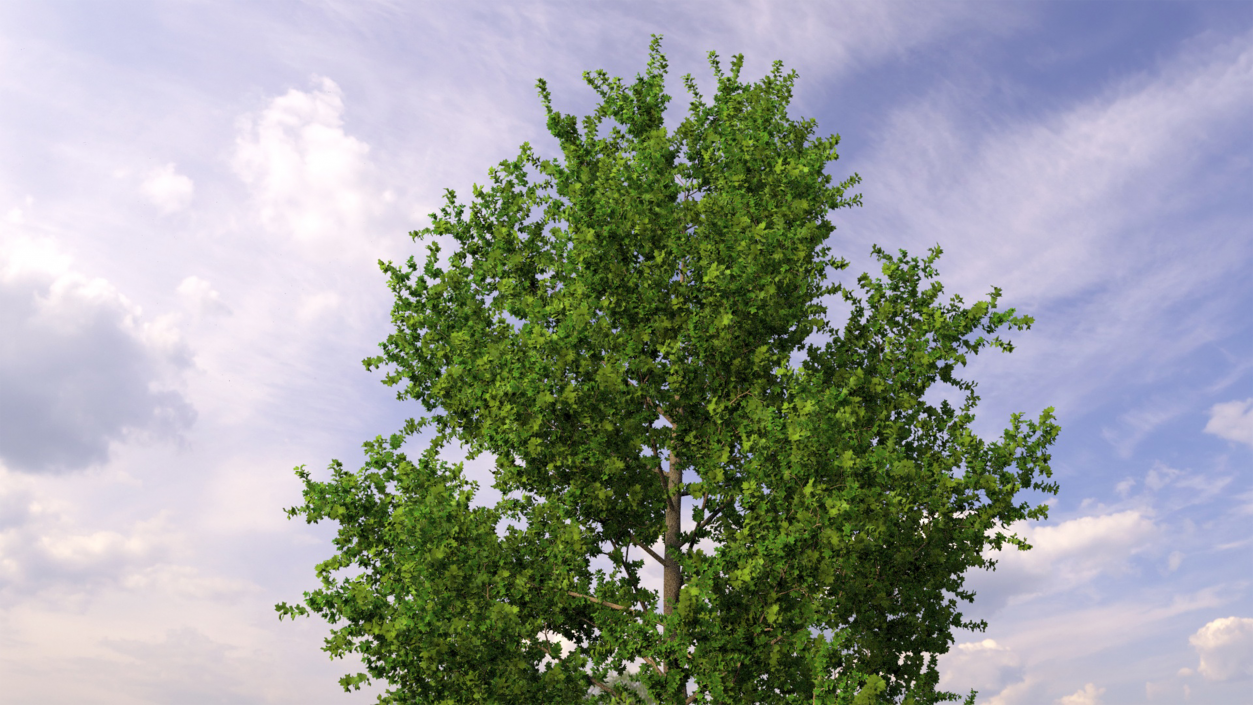 3D Realistic Poplar Tree