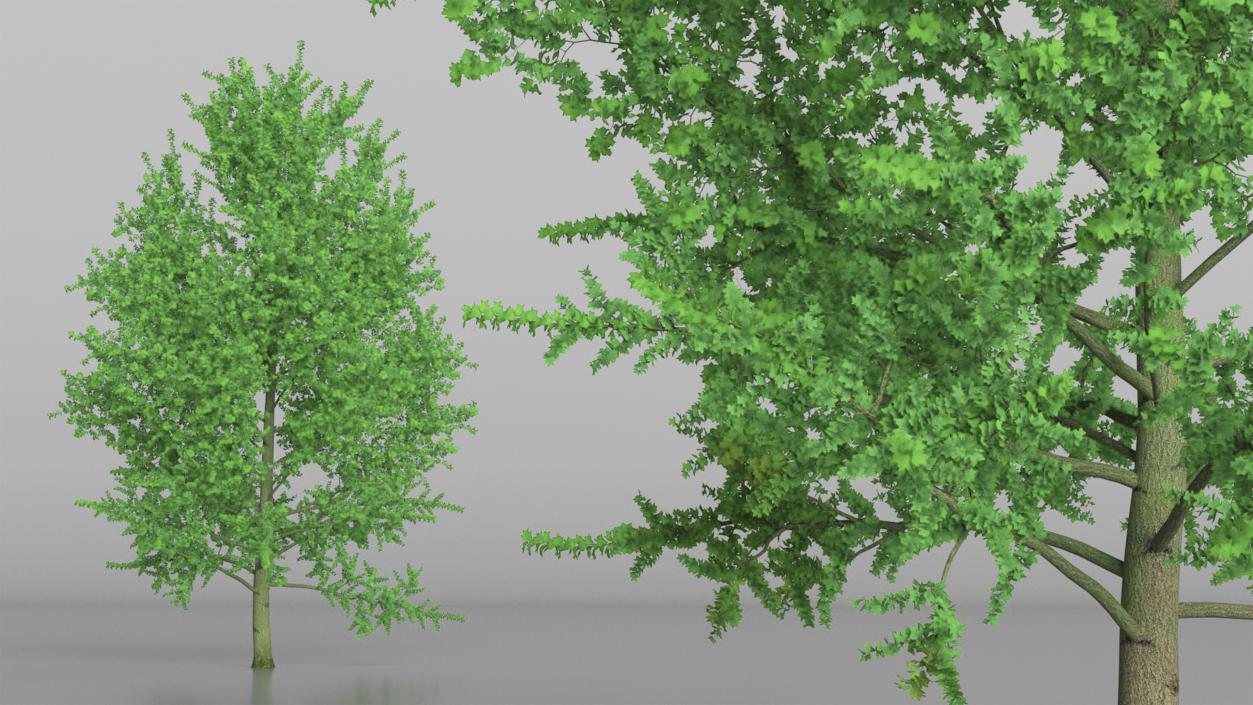 3D Realistic Poplar Tree