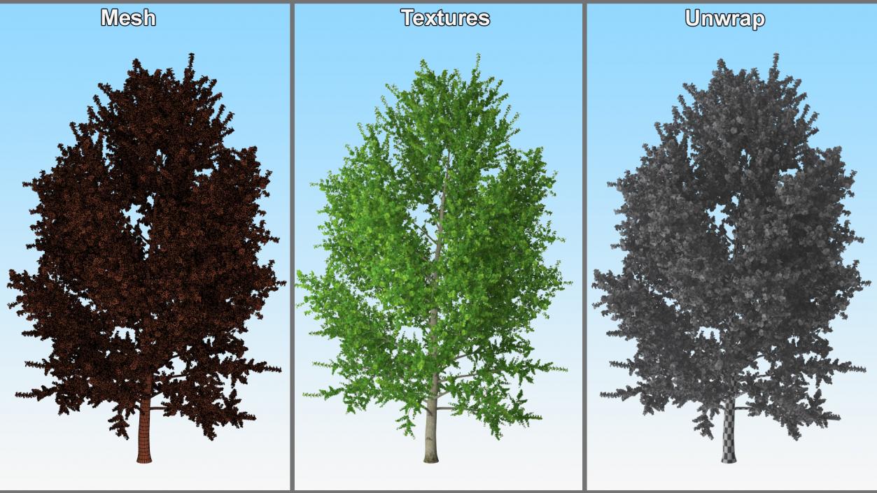 3D Realistic Poplar Tree