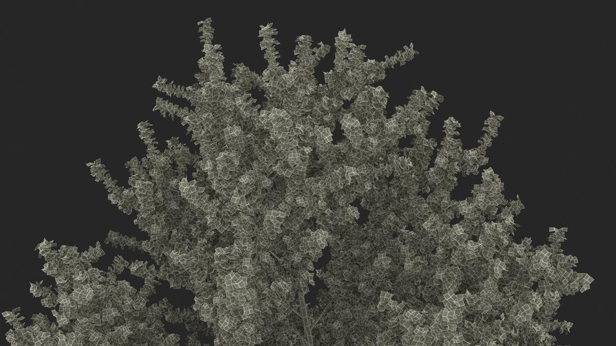 3D Realistic Poplar Tree