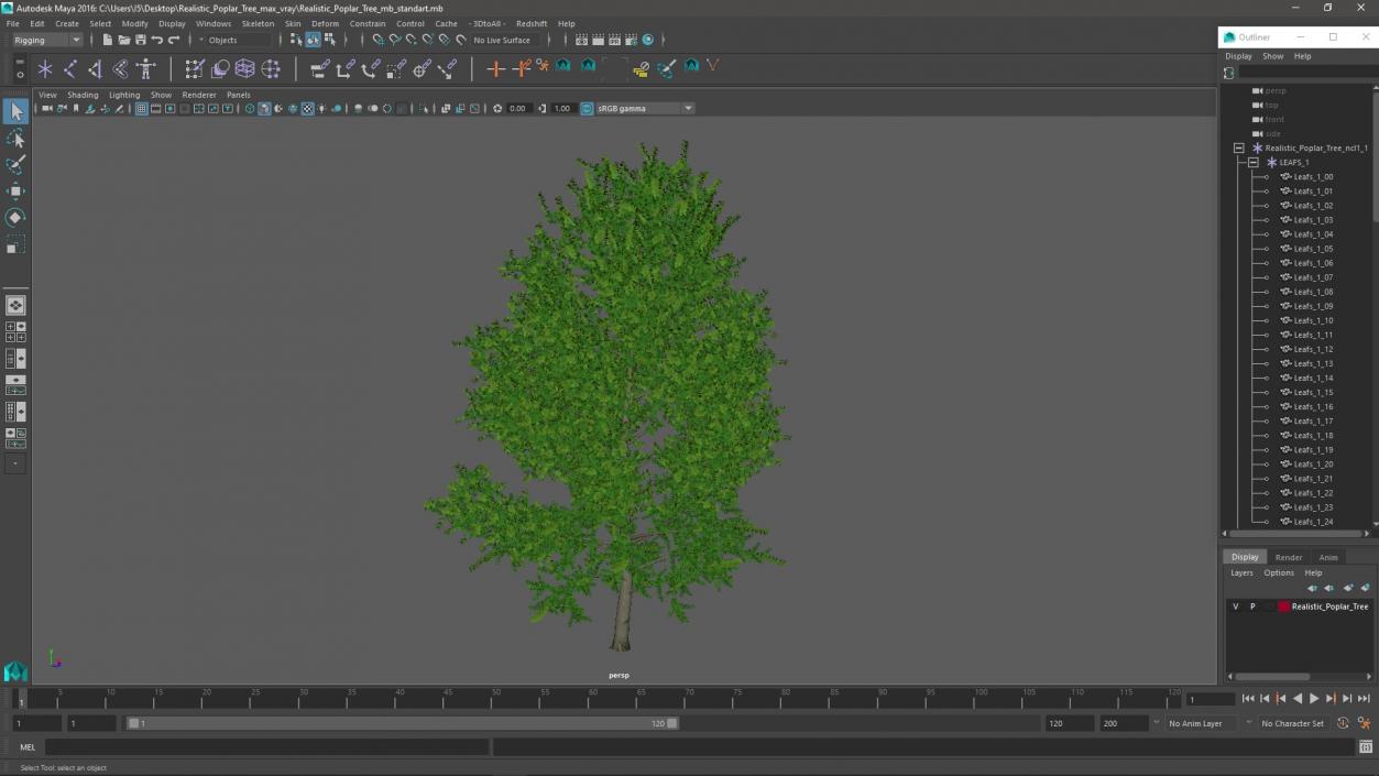 3D Realistic Poplar Tree