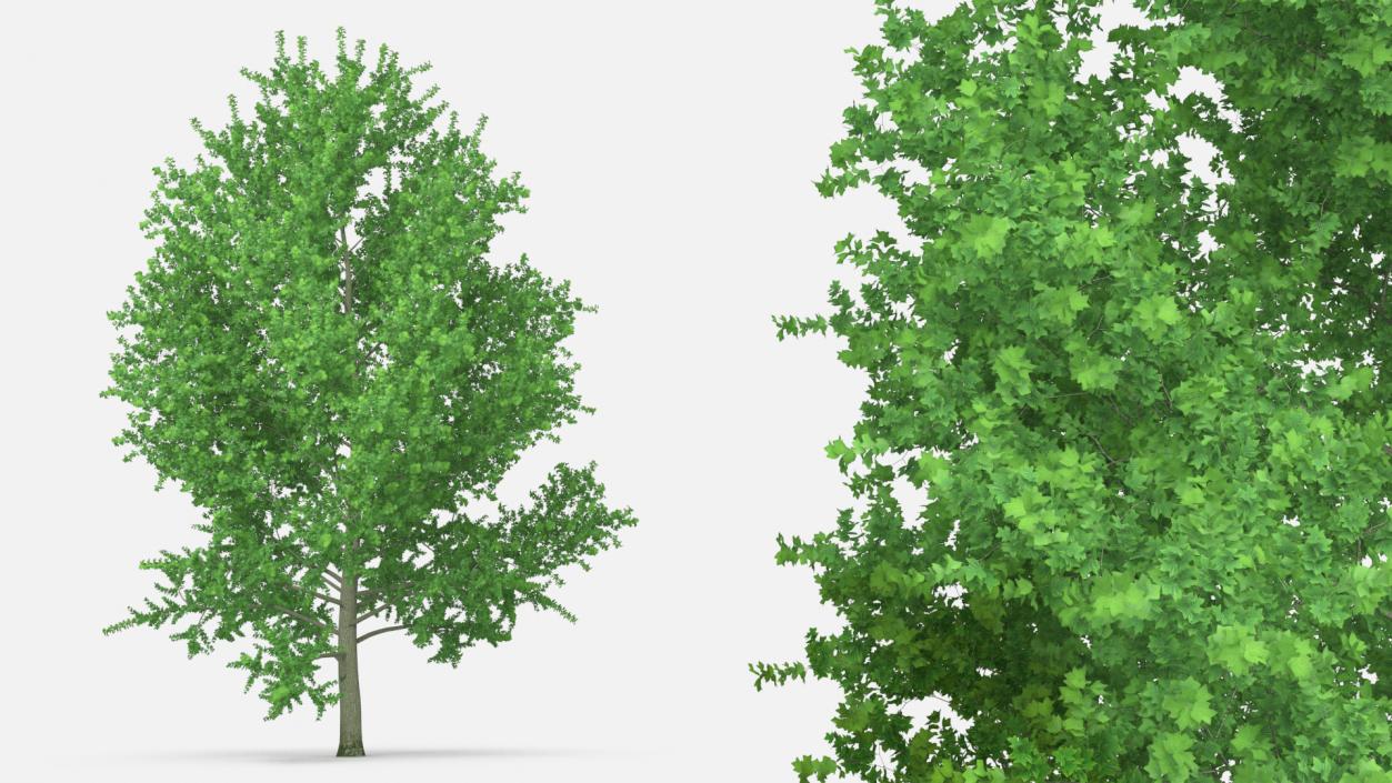 3D Realistic Poplar Tree