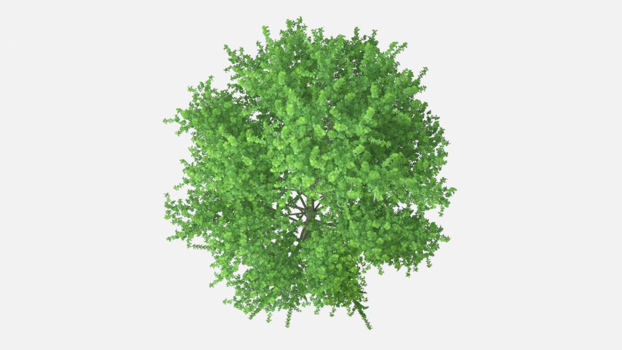 3D Realistic Poplar Tree