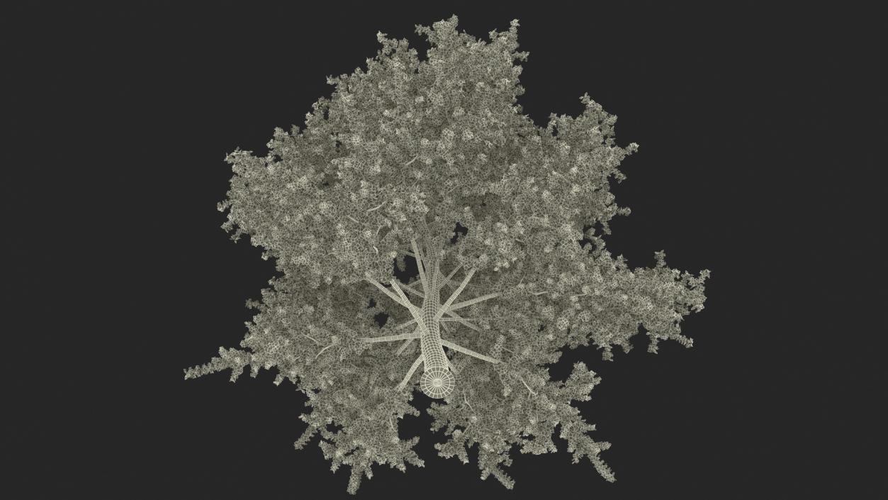 3D Realistic Poplar Tree