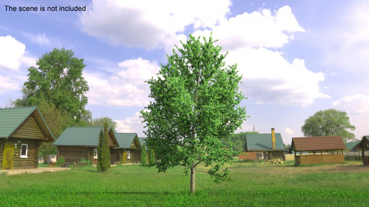 3D Realistic Poplar Tree