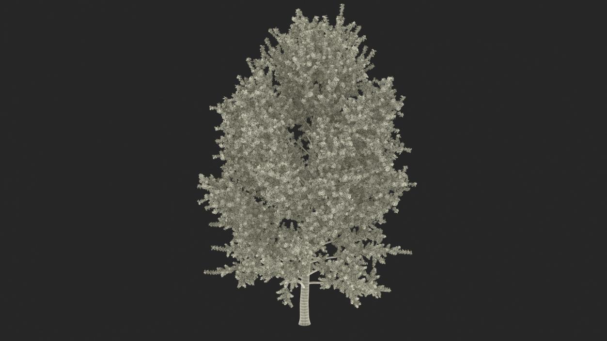 3D Realistic Poplar Tree