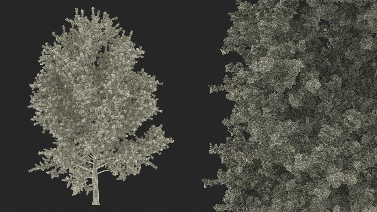 3D Realistic Poplar Tree