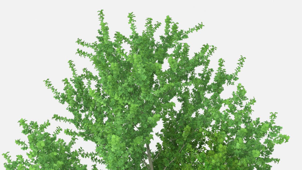 3D Realistic Poplar Tree