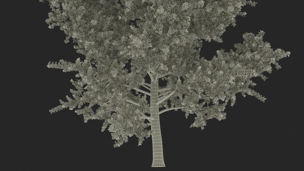 3D Realistic Poplar Tree