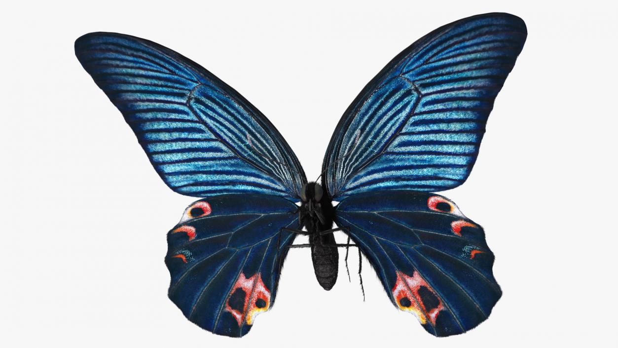 3D model Papilio Protenor Butterfly Male Fur