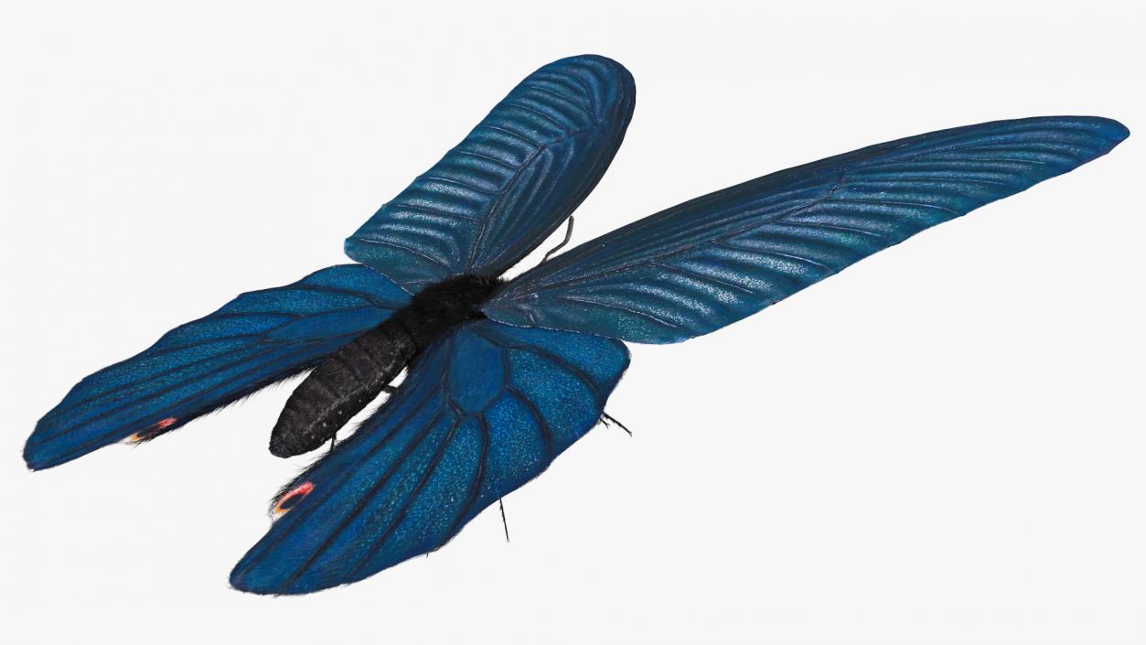 3D model Papilio Protenor Butterfly Male Fur