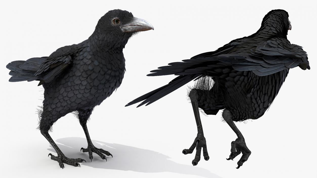 Raven Jumping Animated Rigged 3D model