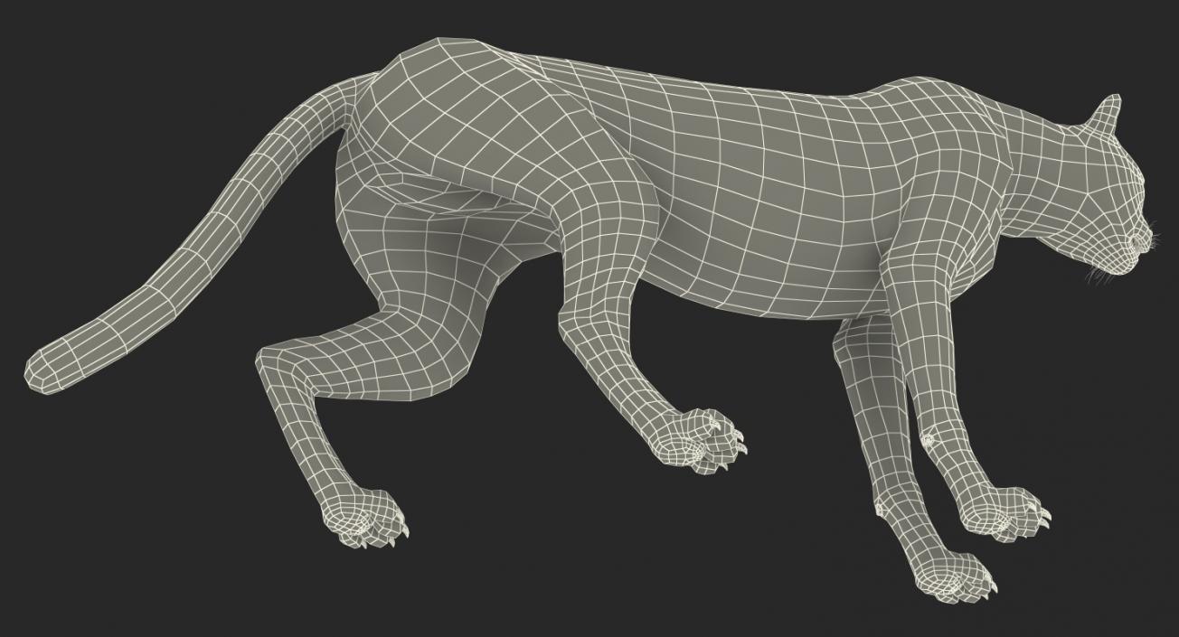 African Large Cat Cheetah Standing Pose 3D model