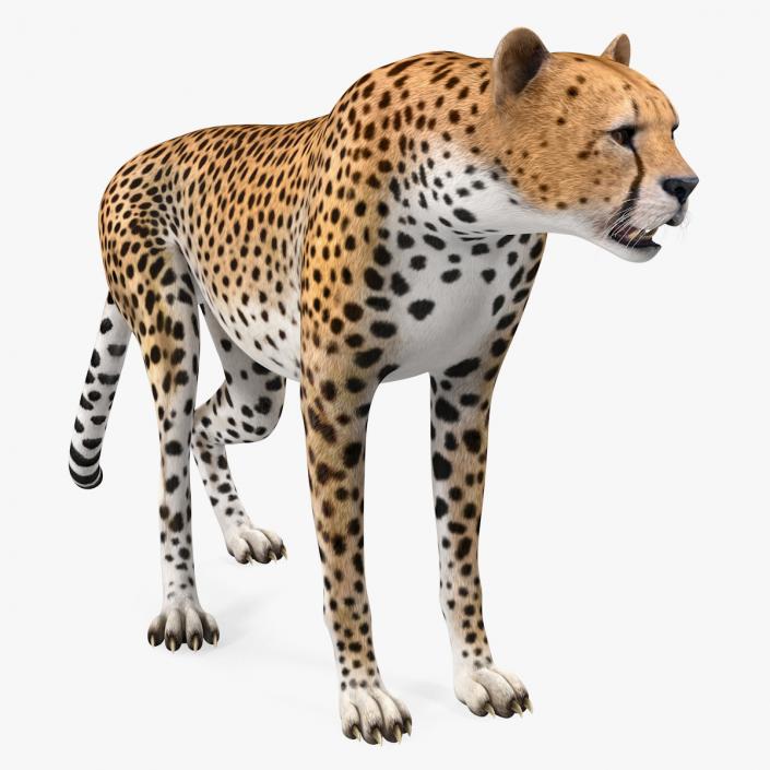 African Large Cat Cheetah Standing Pose 3D model