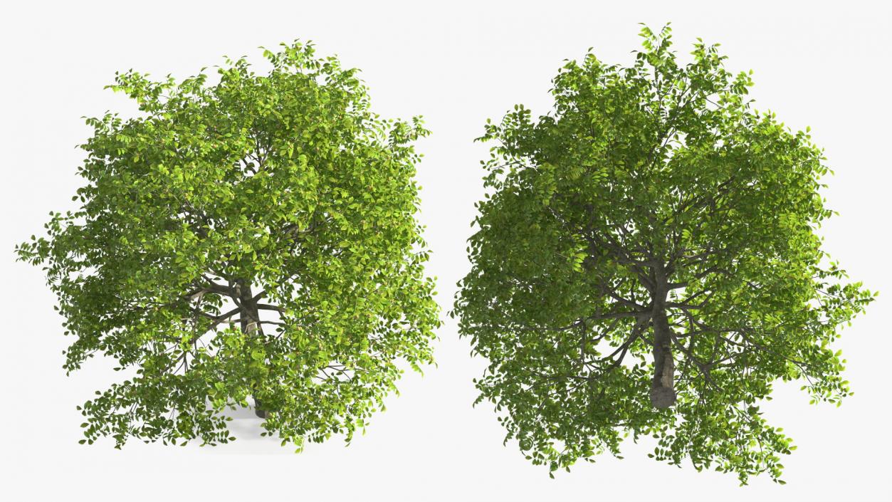 3D Trees with Nuts Collection