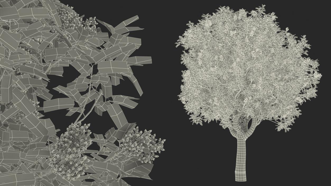 3D Trees with Nuts Collection