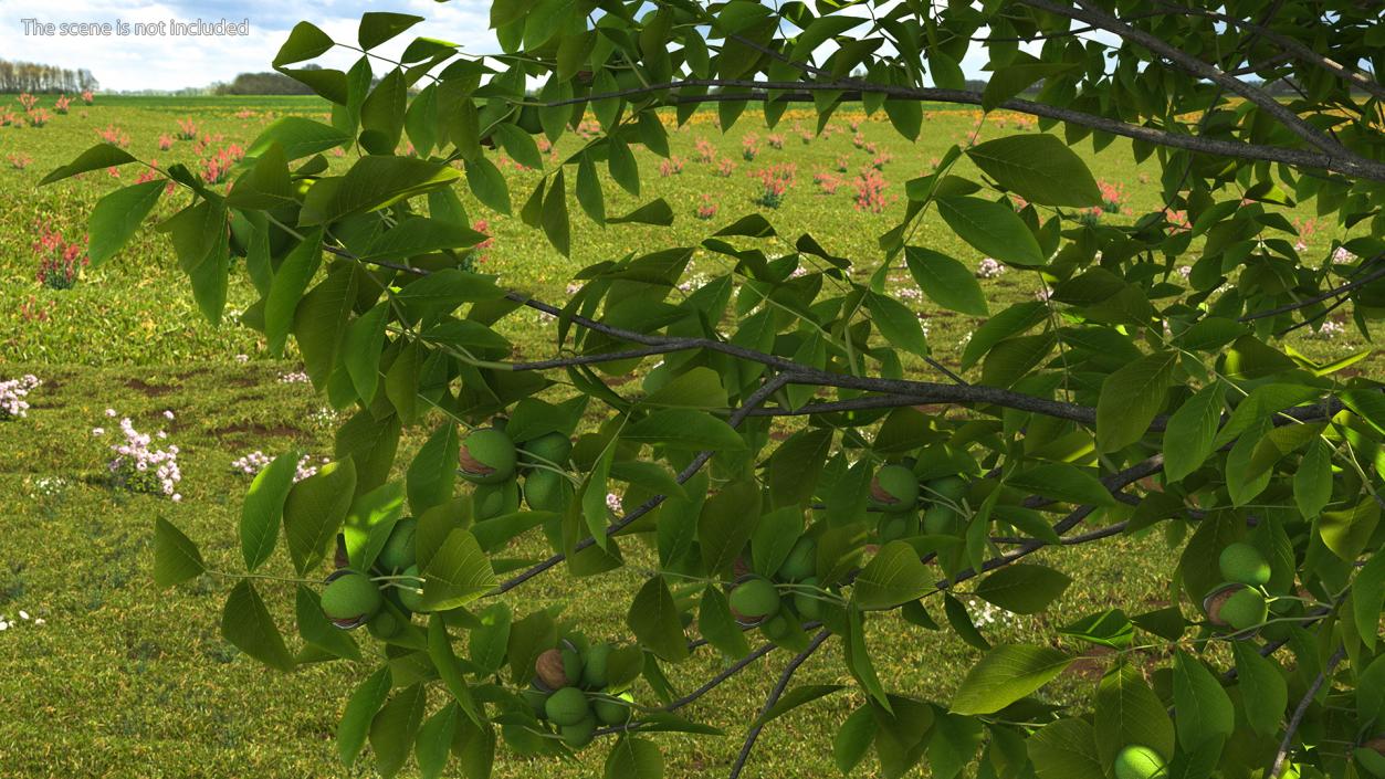 3D Trees with Nuts Collection