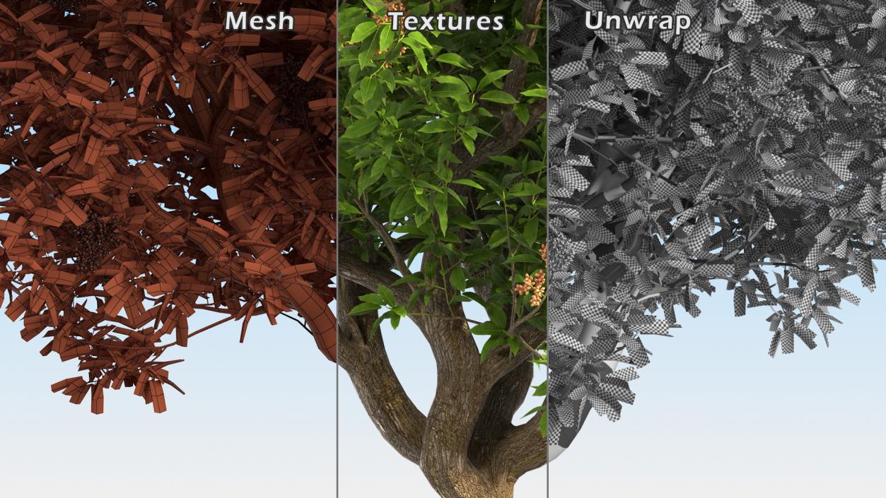 3D Trees with Nuts Collection