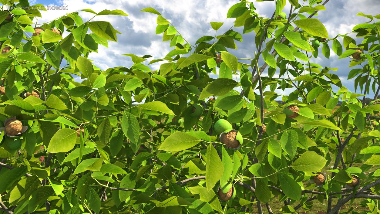 3D Trees with Nuts Collection