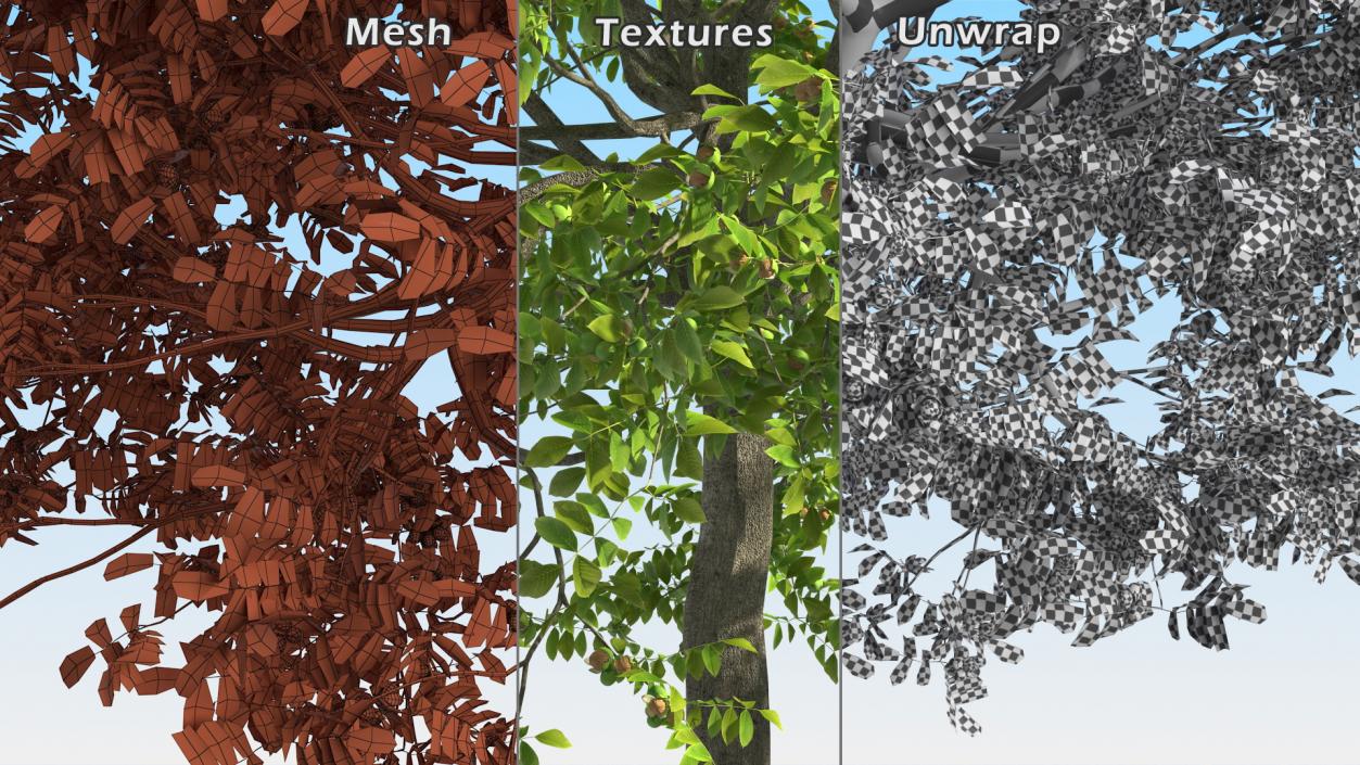 3D Trees with Nuts Collection