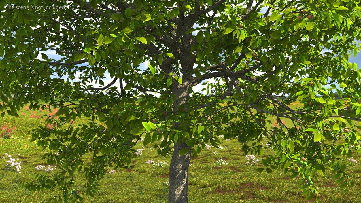 3D Trees with Nuts Collection