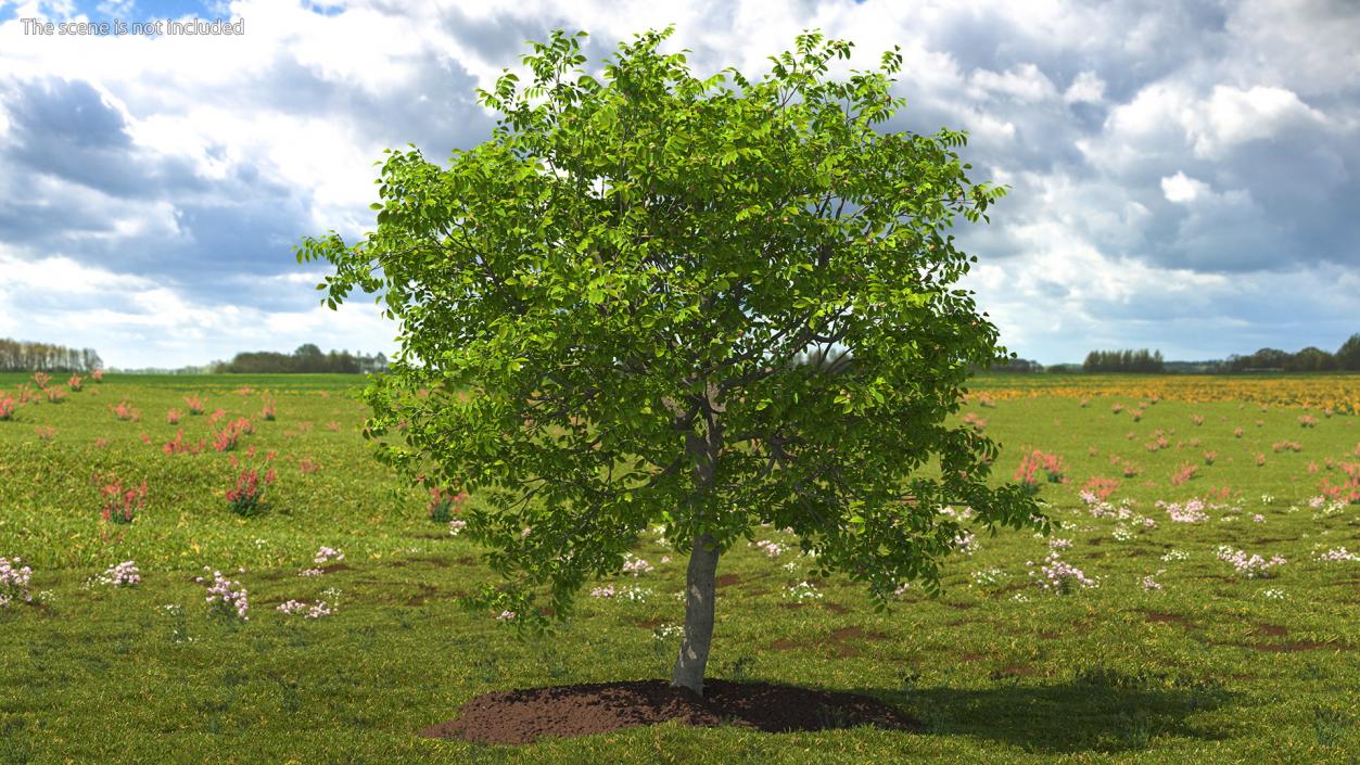 3D Trees with Nuts Collection