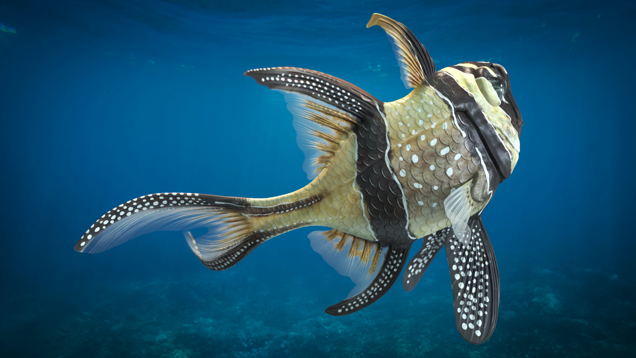 3D model Banggai Cardinalfish