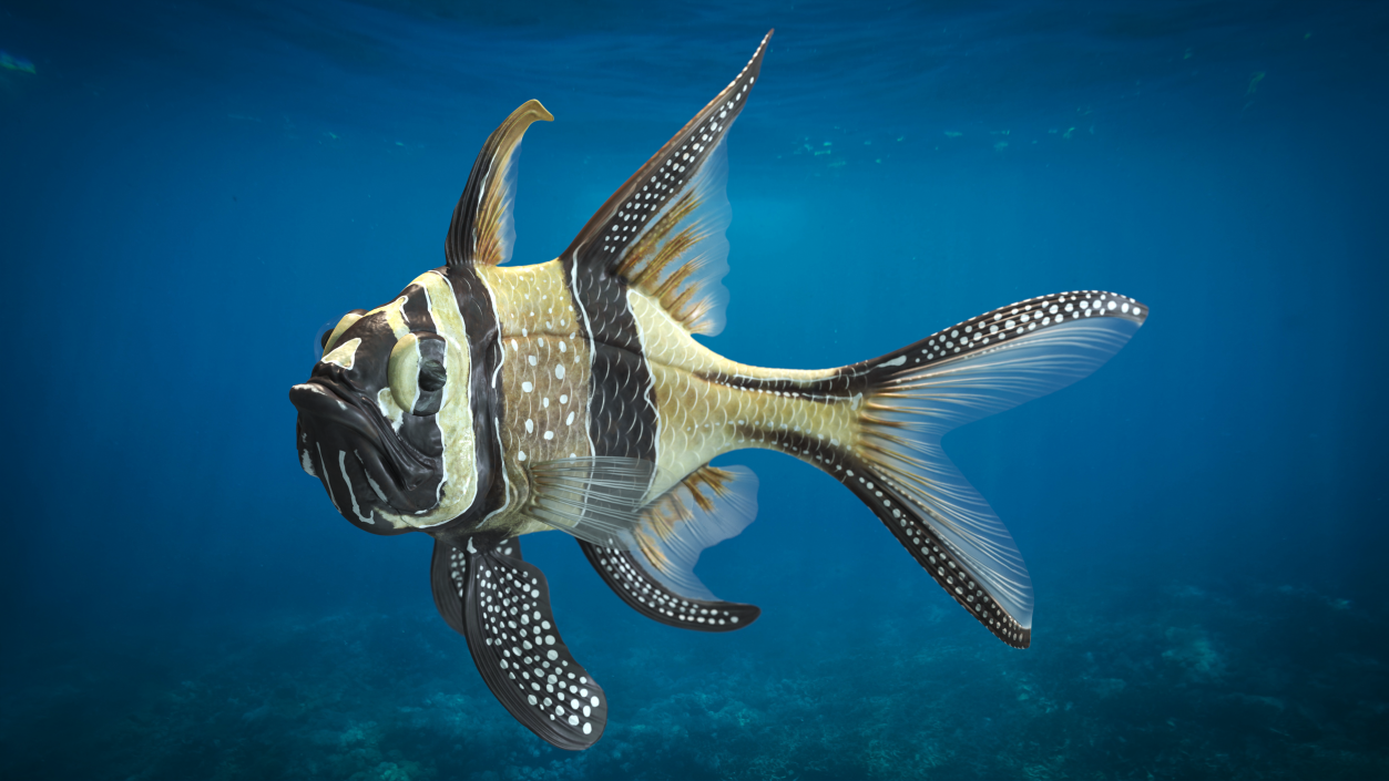 3D model Banggai Cardinalfish