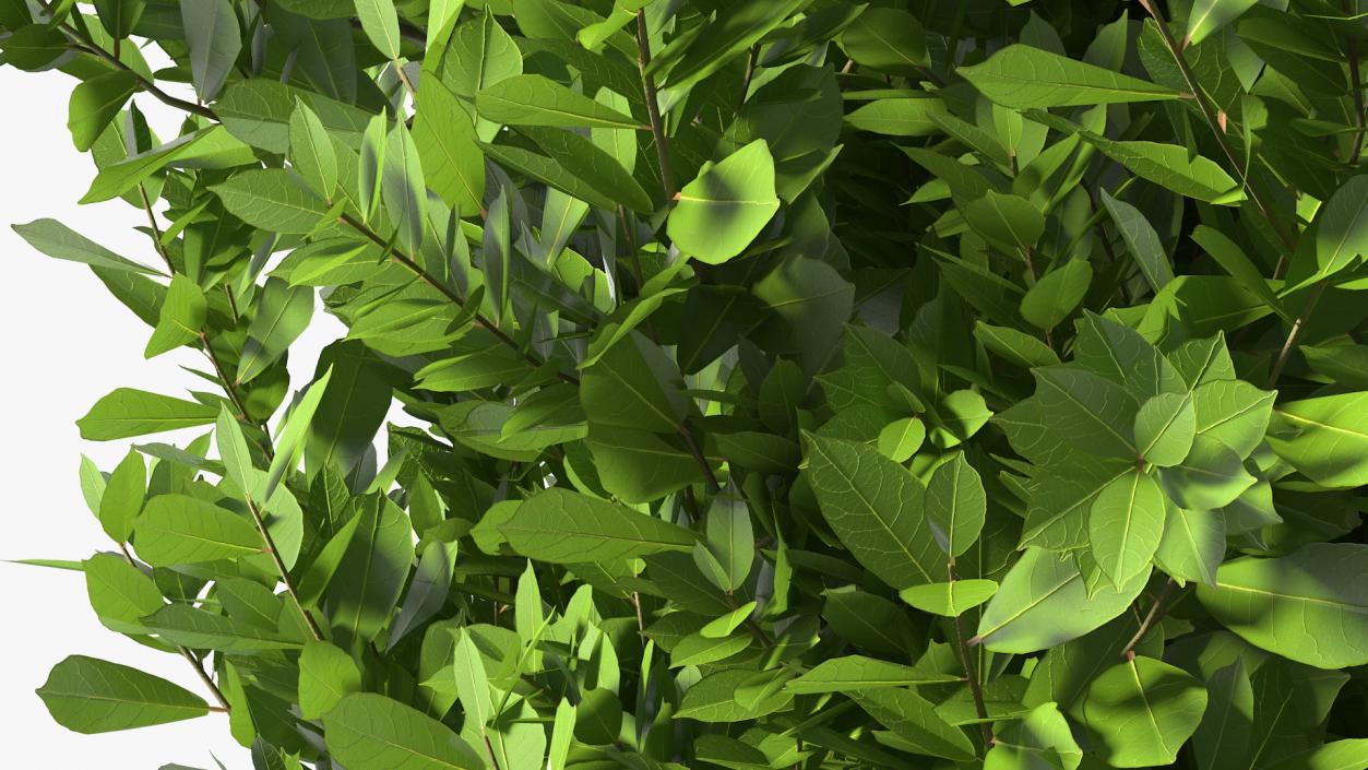 Laurus Nobilis Bush 3D model