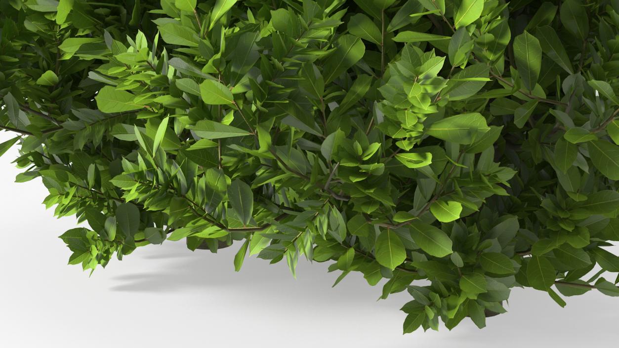 Laurus Nobilis Bush 3D model