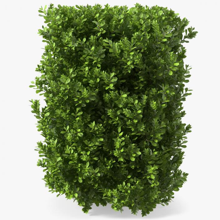 Laurus Nobilis Bush 3D model