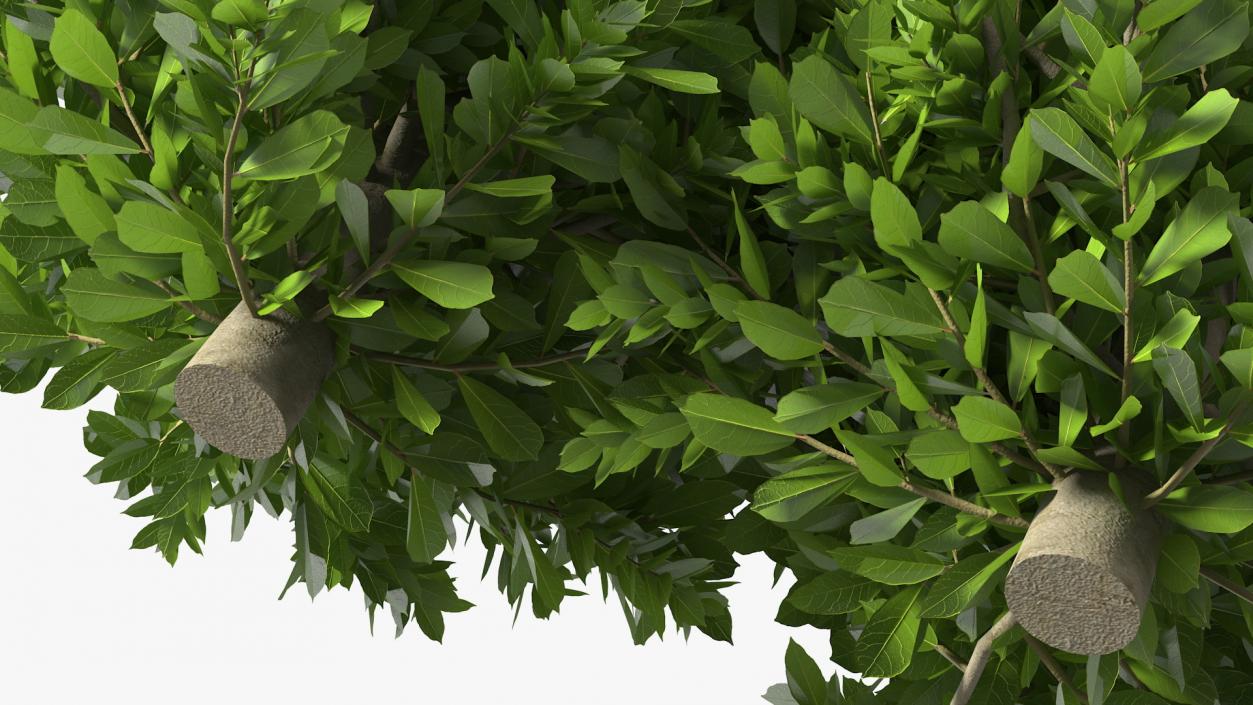 Laurus Nobilis Bush 3D model