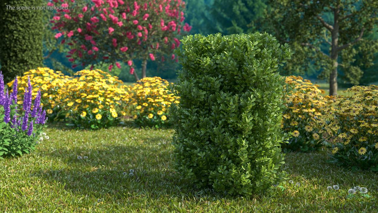 Laurus Nobilis Bush 3D model