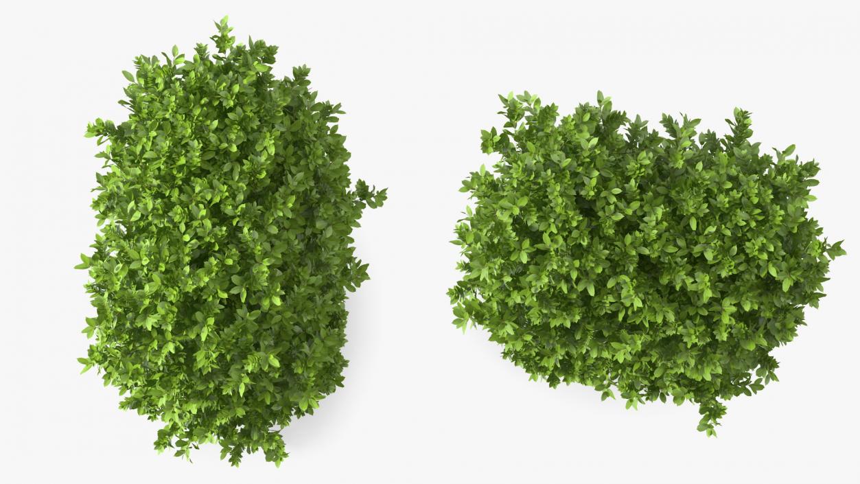 Laurus Nobilis Bush 3D model