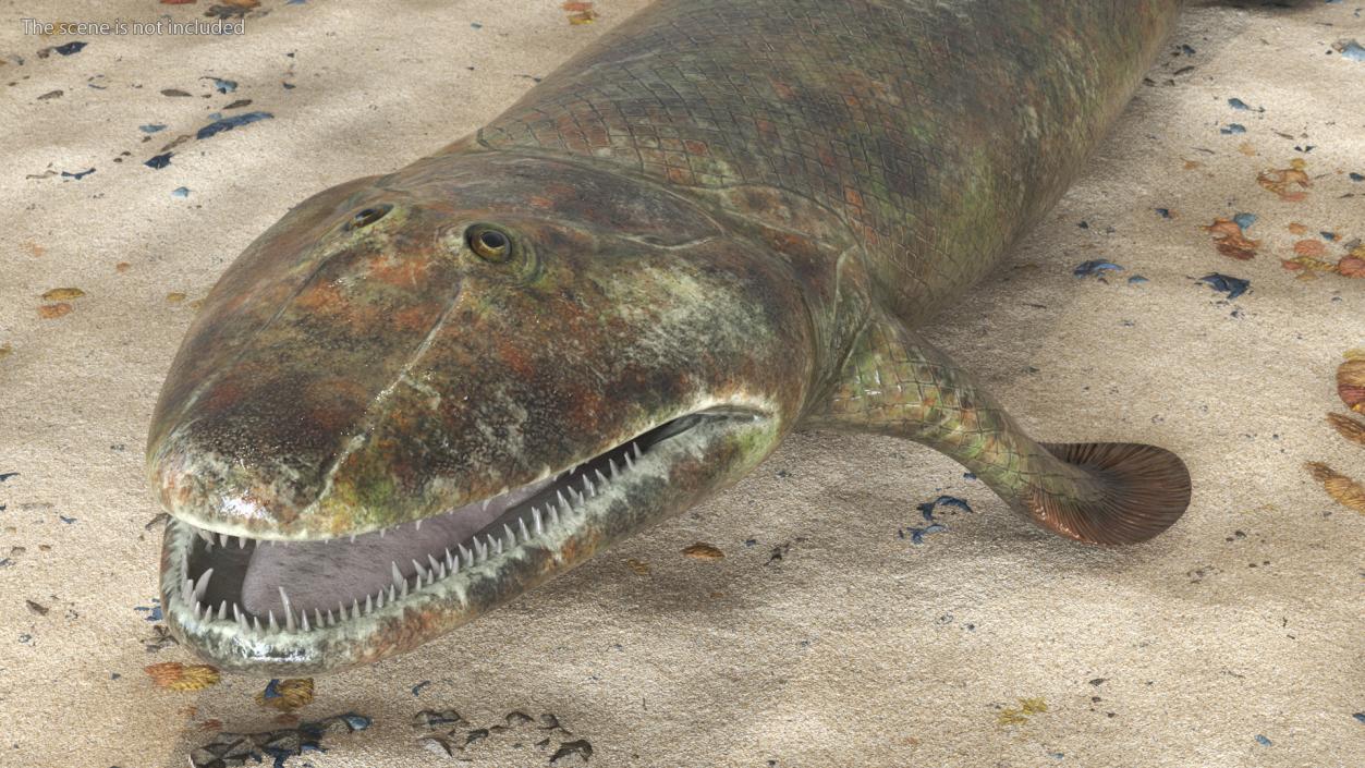 Tiktaalik Extinct Sarcopterygian 3D