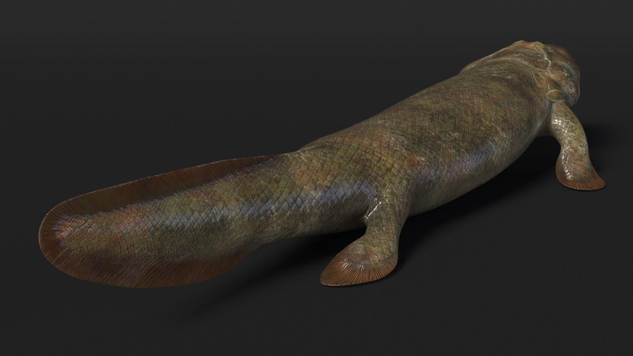 Tiktaalik Extinct Sarcopterygian 3D