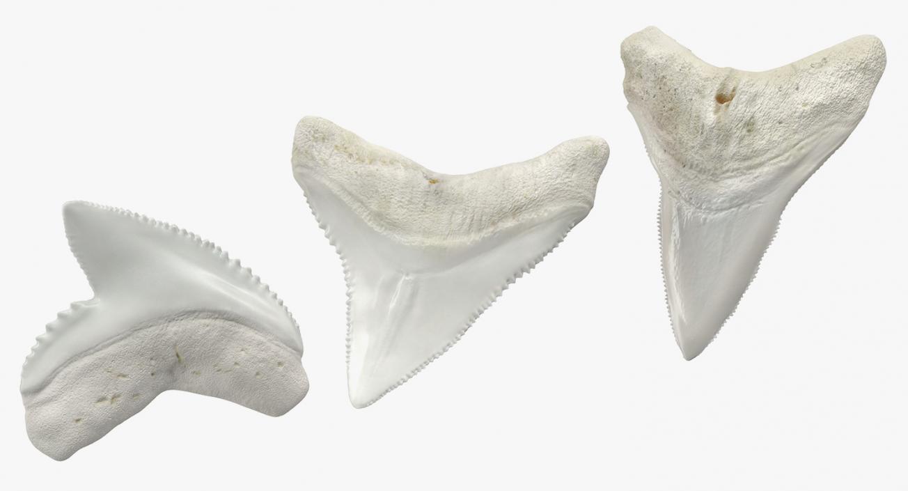 Shark Teeth Collection 3D