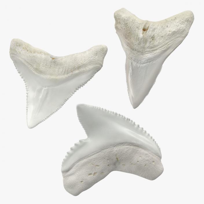 Shark Teeth Collection 3D