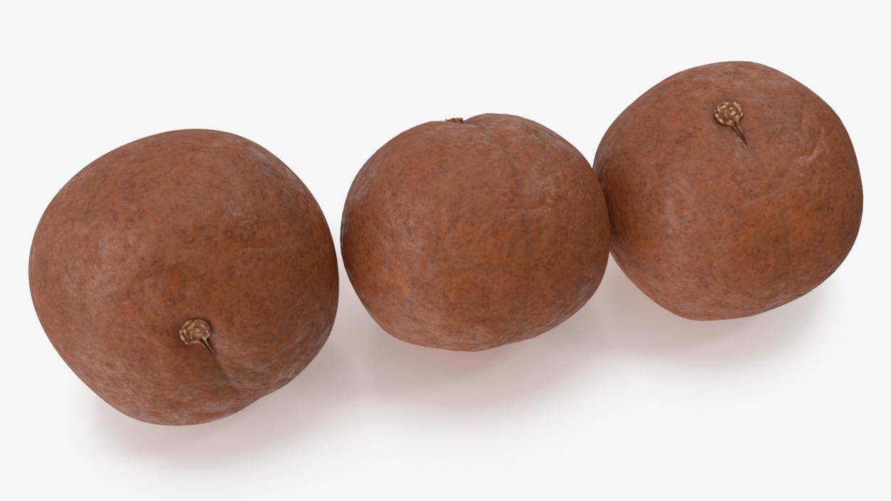 3D Macadamia Nuts in Shell model