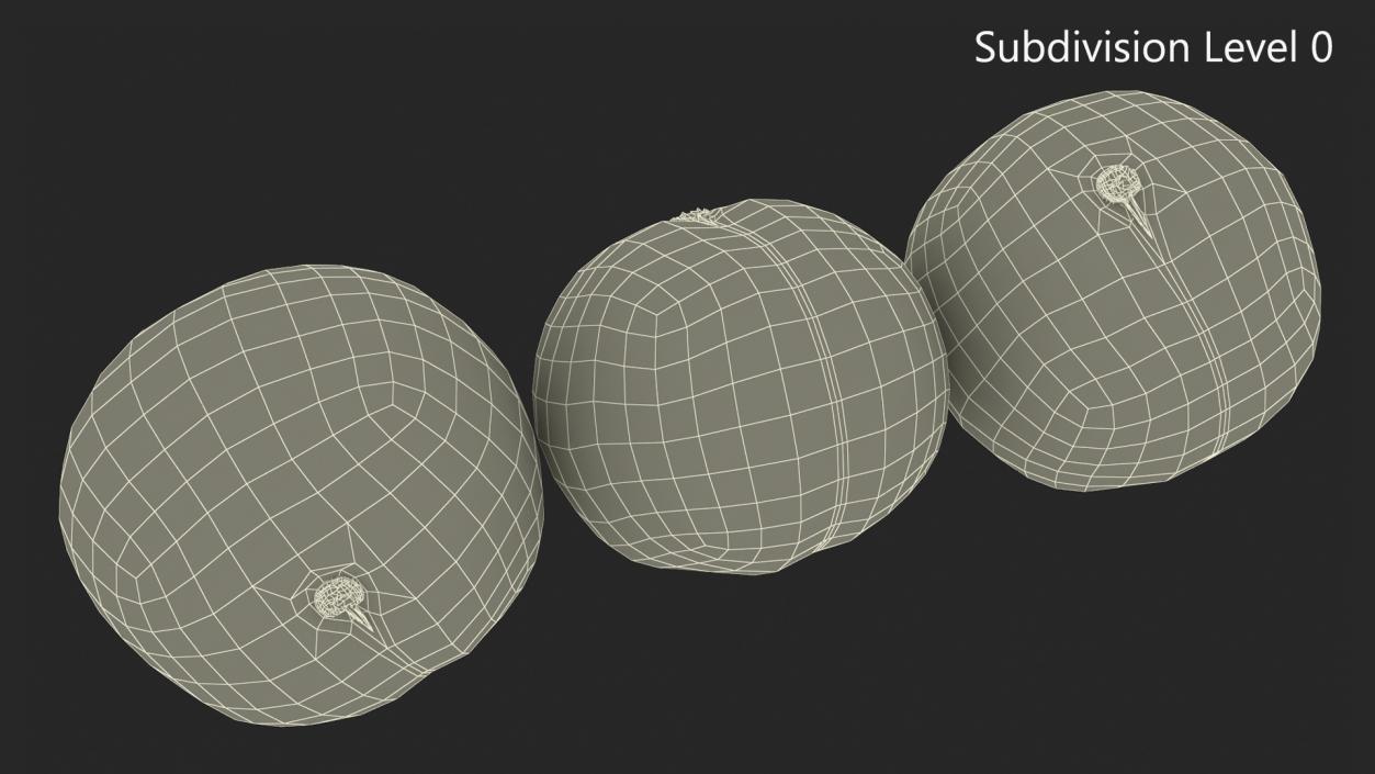 3D Macadamia Nuts in Shell model